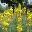Asphodeline lutea